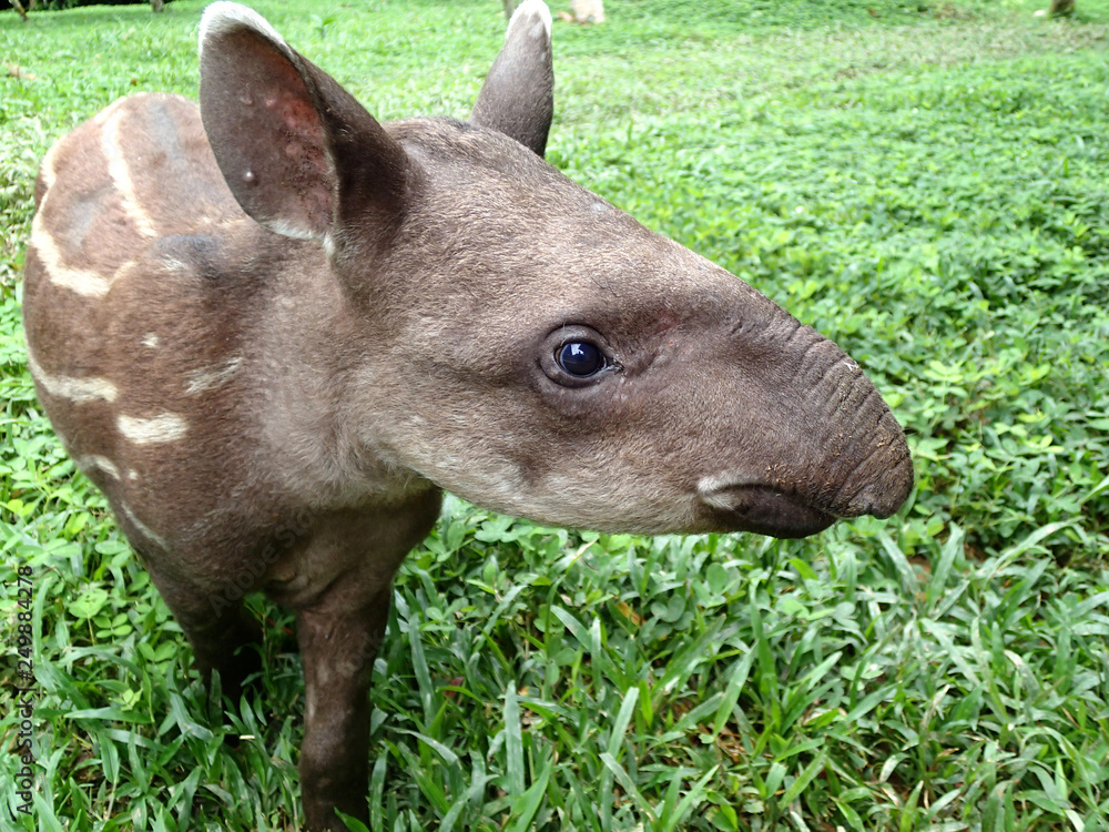 Tapir baby in the jungle - Peru South America Tapir baby in the jungle - Peru South America