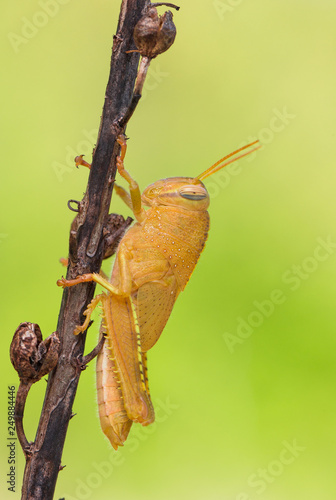 Orange nymph of Egyptian Locust Anacridium aegyptium in Croatia photo