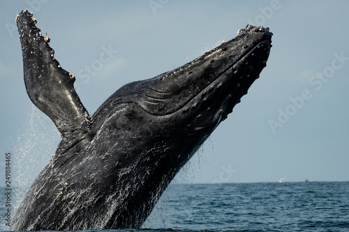 Male Humpback Whale Breaching © Dwayne