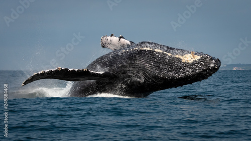 Photography Male Humpback Whale Breaching