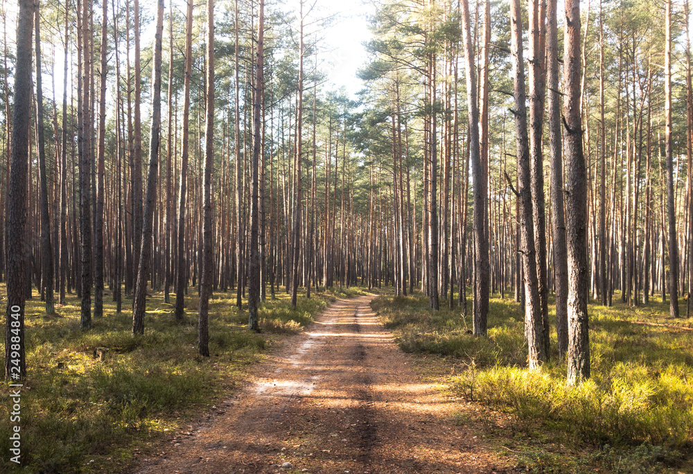 Obraz premium forest