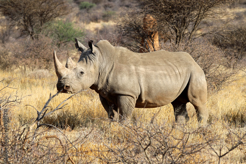 wide mouth rhinoceros  Ceratotherium simum  in the savanna of Namibia - Africa