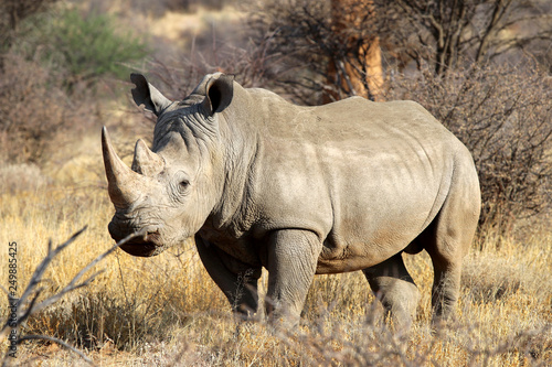 wide mouth rhinoceros (Ceratotherium simum) in the savanna of Namibia - Africa