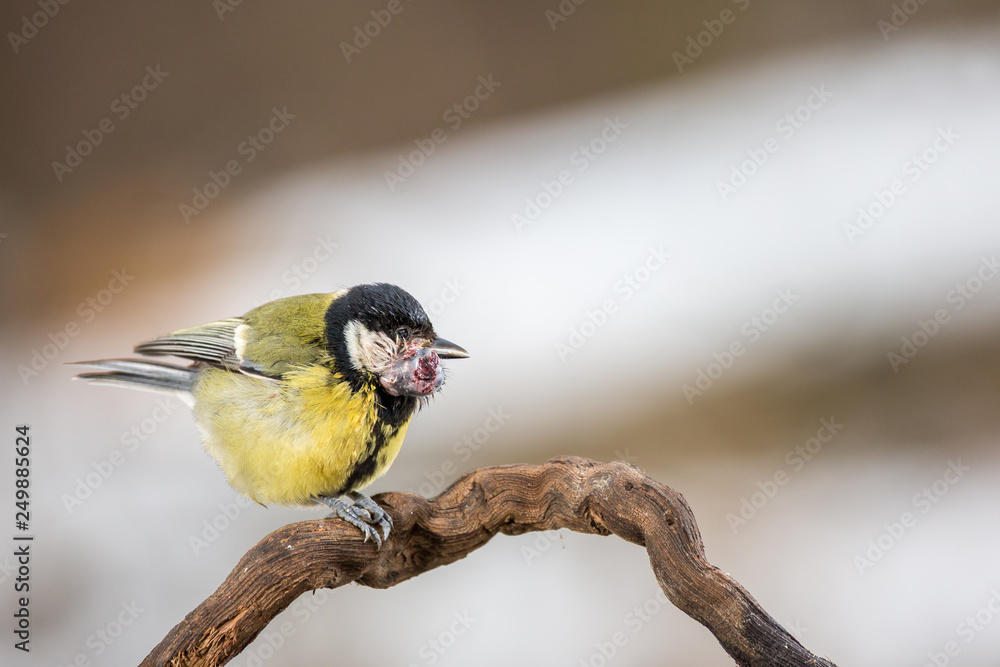 Obraz premium Avian Pox, a disease. The head is a large tumor, cancer. Parus major, Blue tit. Wildlife landscape, titmouse sitting on a branch. Blue tit bird wild animal. Wildlife