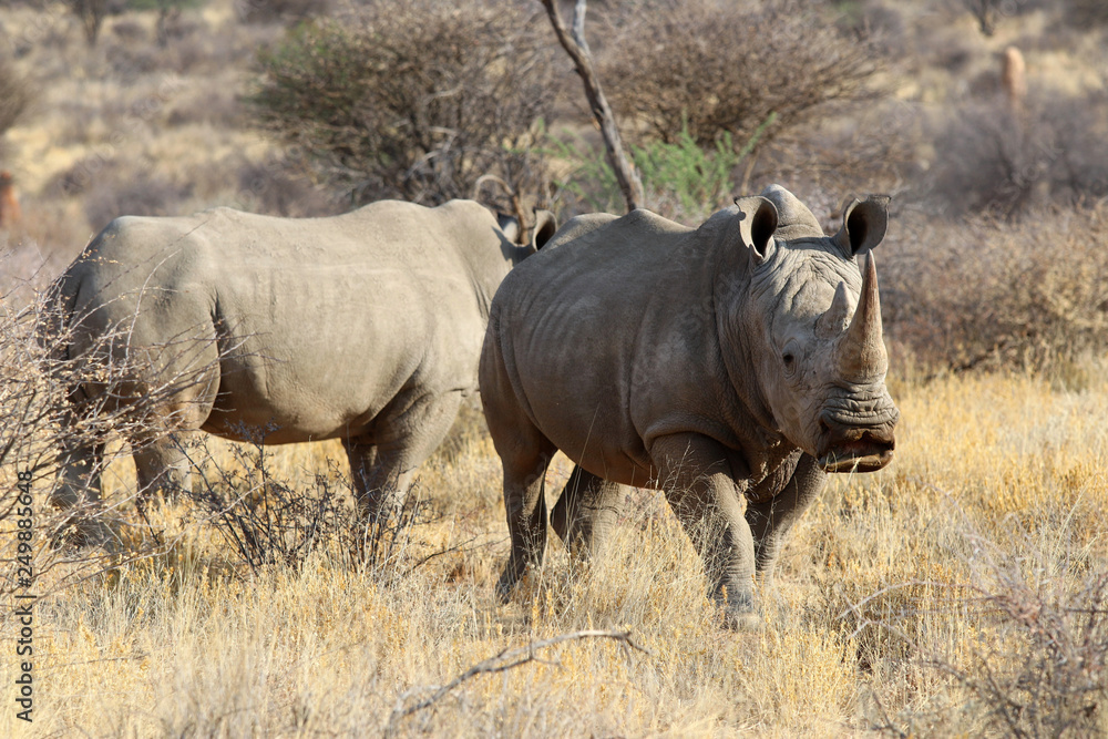 wide mouth rhinoceros (Ceratotherium simum) in the savanna of Namibia - Africa wide mouth rhinoceros (Ceratotherium simum) in the savanna of Namibia - Africa