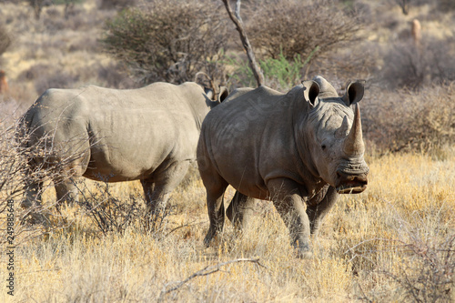 wide mouth rhinoceros (Ceratotherium simum) in the savanna of Namibia - Africa