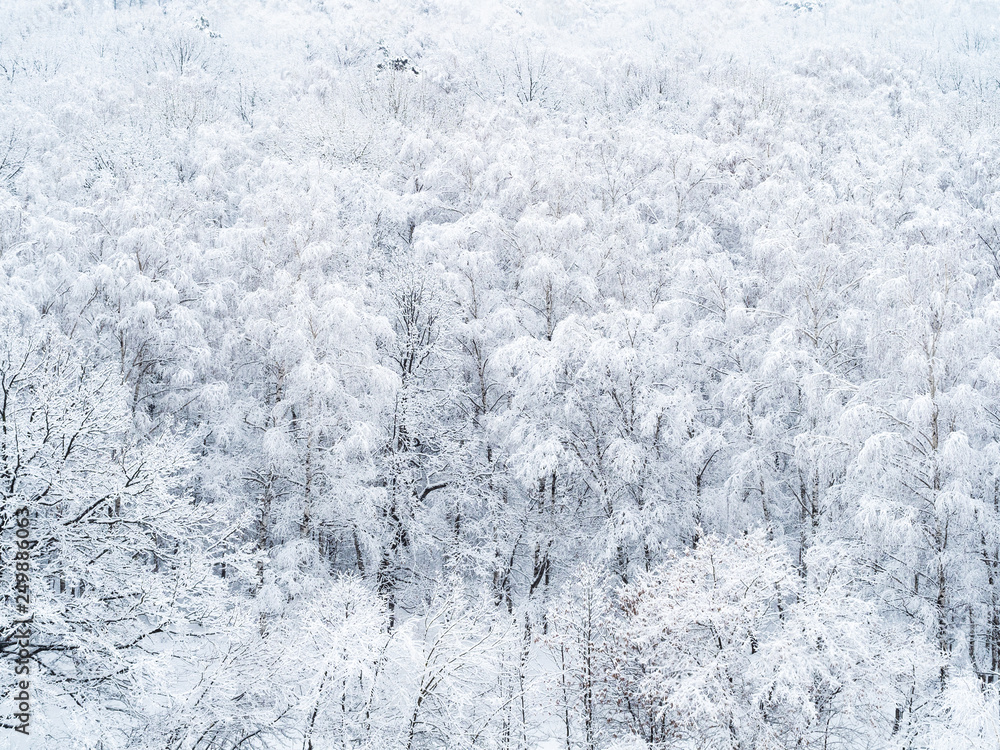 Fototapeta premium aerial view of snow-covered trees in forest