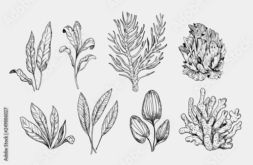 Set of aquarium plants. Hand drawn illustration converted to vector