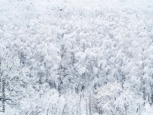 aerial view of snow-covered trees in forest © Ekaterina