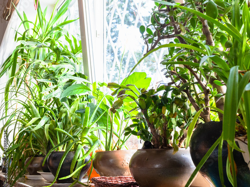 green houseplants in ceramic pots near window