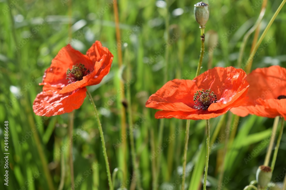 Fototapeta premium Mohnblume 