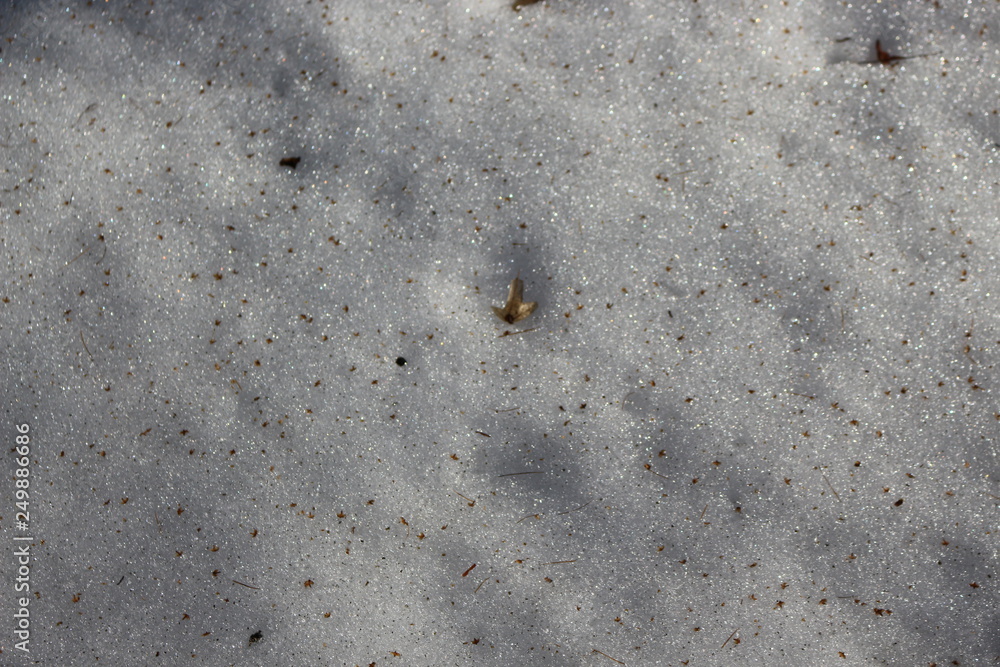 Dry needles lying on the snow. Evening Dry needles lying on the snow. Evening
