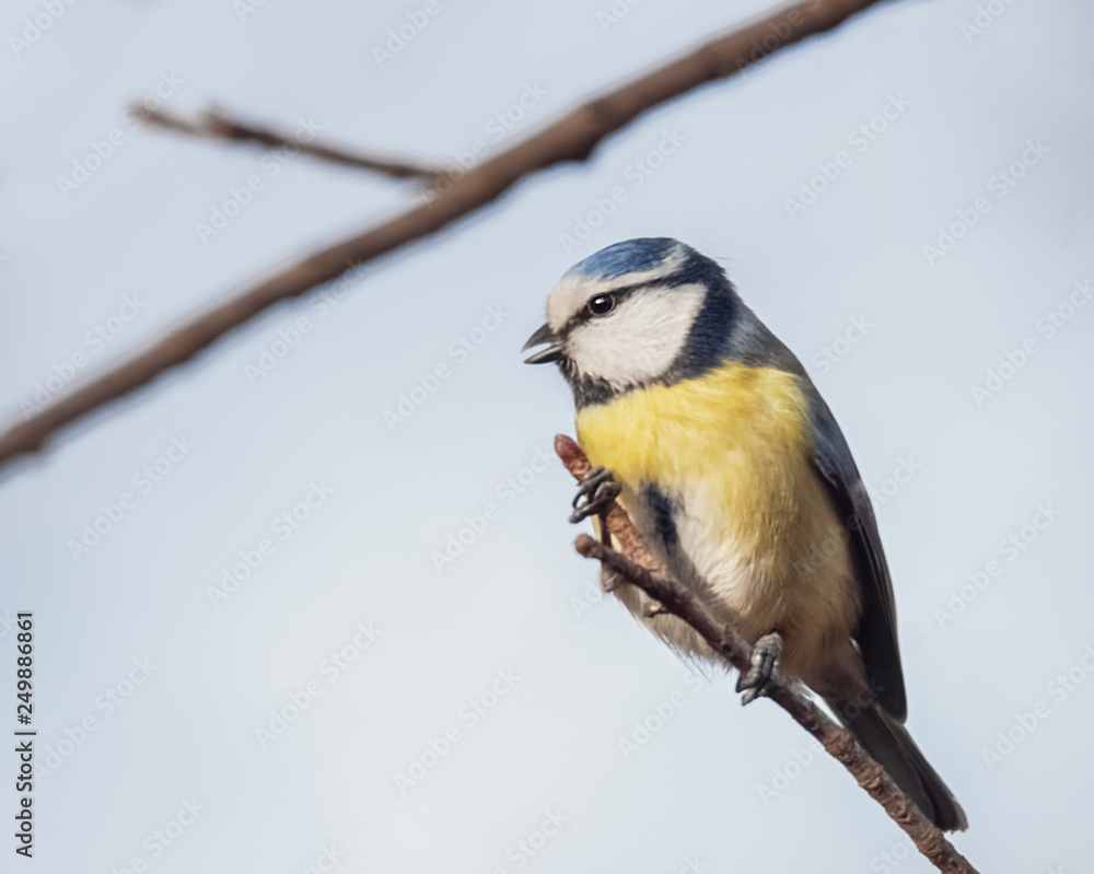 Obraz premium Zwitschernde Blaumeise