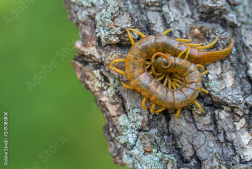 Close up view of the beautiful Megarian centipede Scolopendra cingulata .