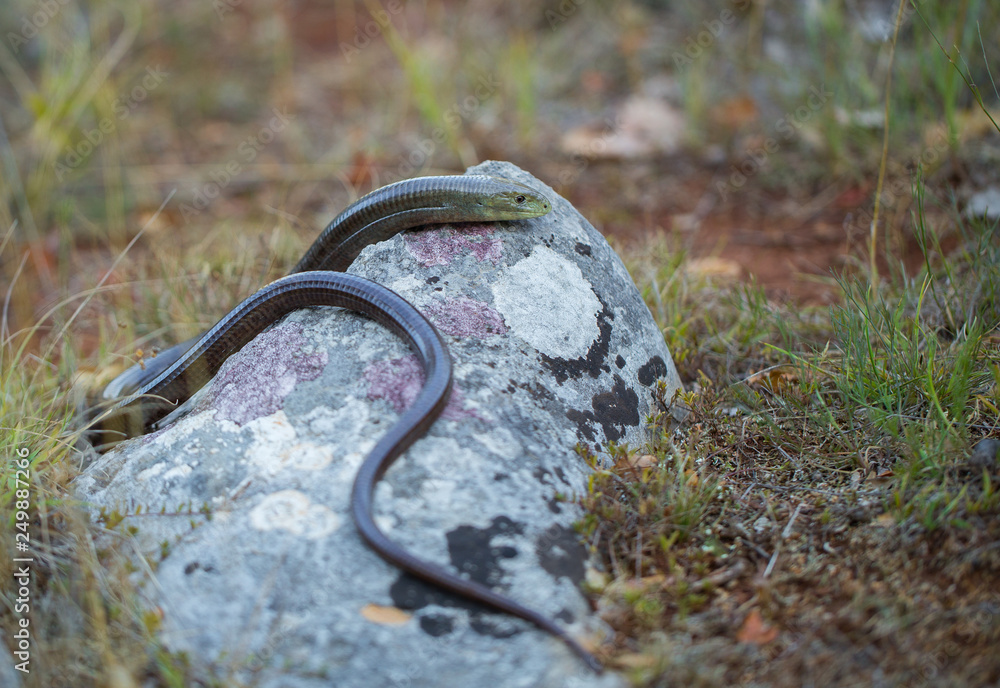 European legless lizard Pseudopus apodus in Paklenica Croatia European legless lizard Pseudopus apodus in Paklenica Croatia