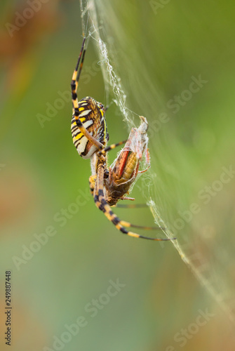 Wasp spider, Argiope bruennichi with pray in Croatia