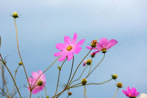 Pink cosmos flowers against the blue sky