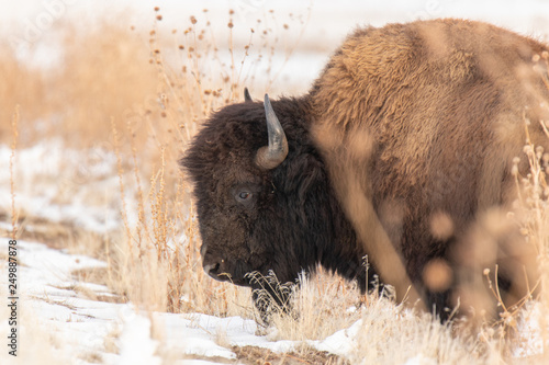Buffalo in the snow