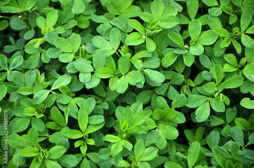 In the field young alfalfa grows photo