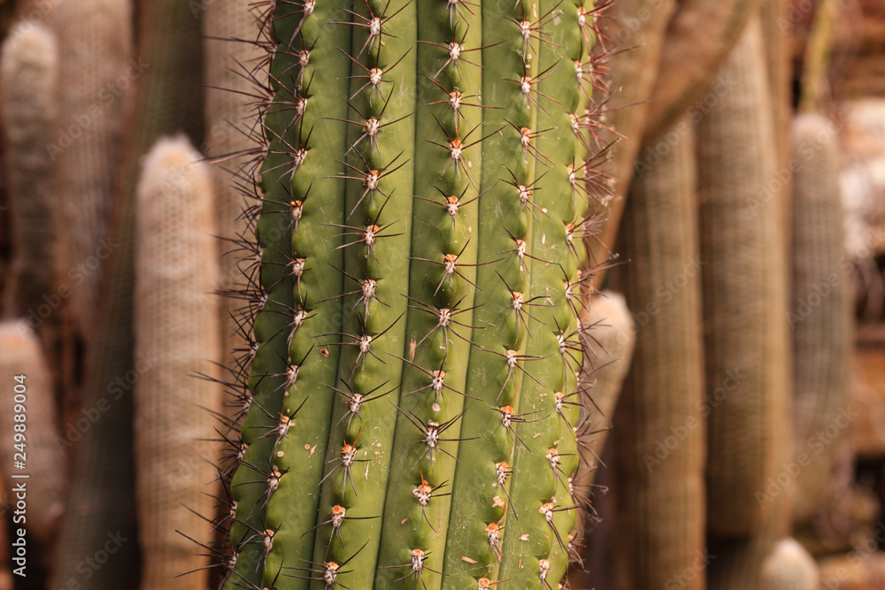 Cactus plant leaves pattern. Green leaves. Natural background. green leaf texture background. Cactus plant leaves pattern. Green leaves. Natural background. green leaf texture background.