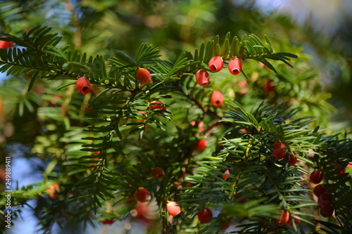 Fototapeta Naklejka Na Ścianę i Meble -  branch of christmas tree with red berries