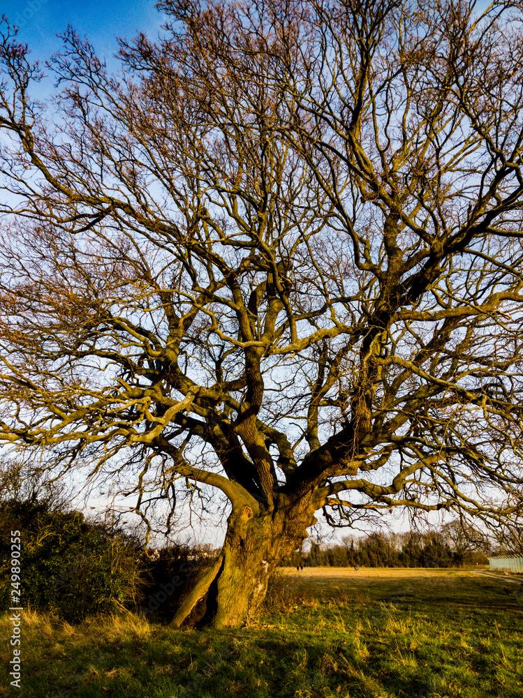 Trees