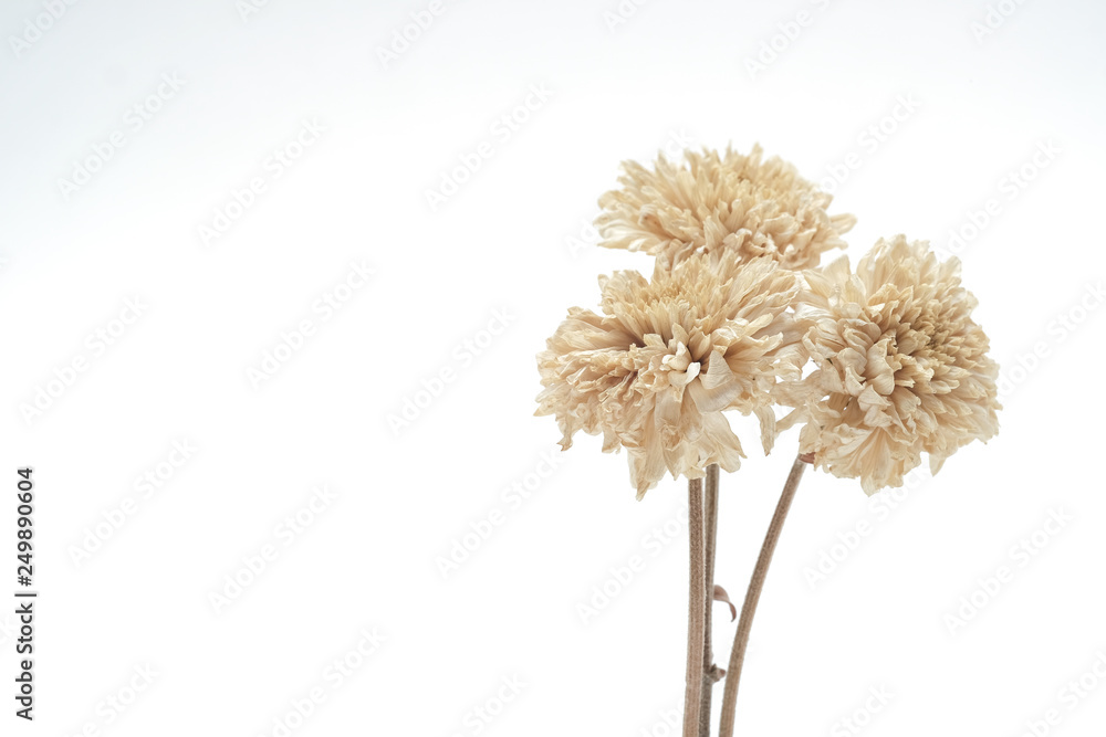 Brown dried flowers on a white scene Brown dried flowers on a white scene