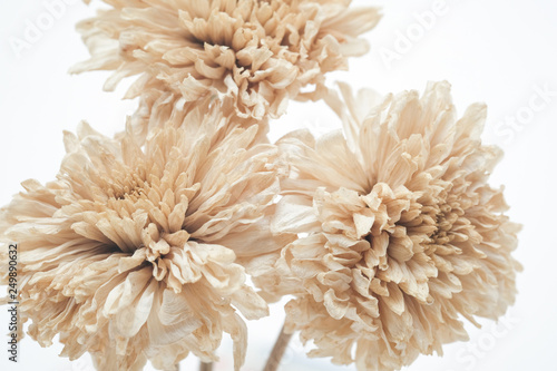 Brown dried flowers on a white scene
