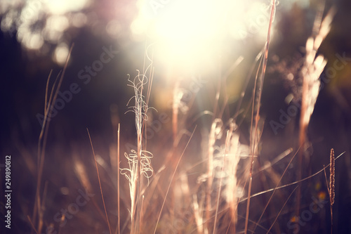 Dry grasses in autumn forest at sunset. Shallow depth of field