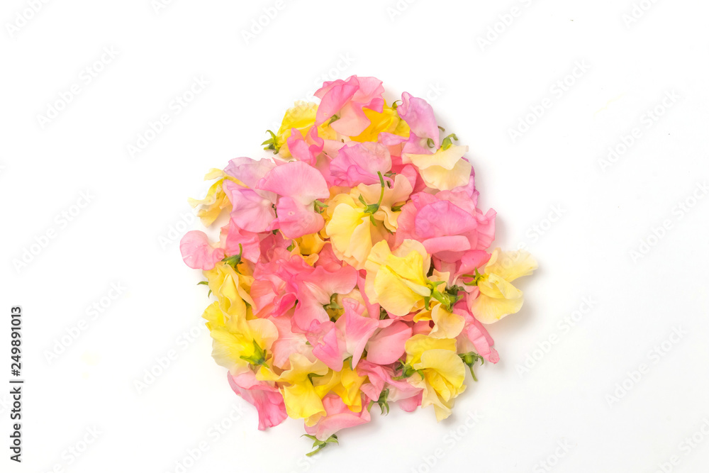 花のフレーム Beautiful flowers of the frame 花のフレーム Beautiful flowers of the frame