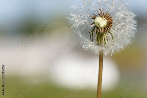 old dandelion