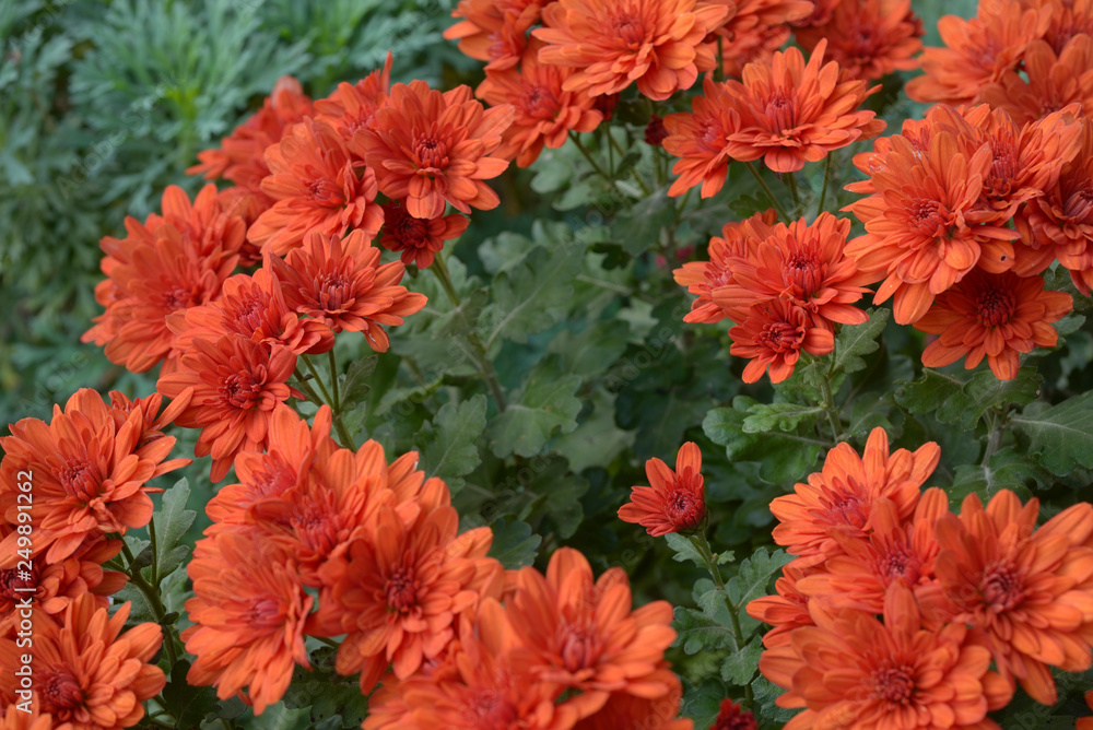 red flowers in a garden red flowers in a garden