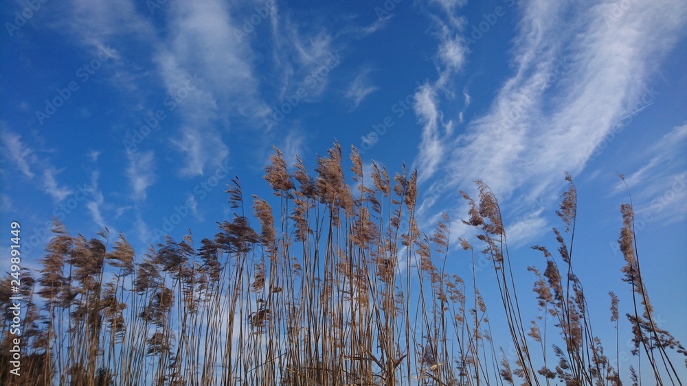 Obraz premium Schilfgürtel bei blauem Himmel