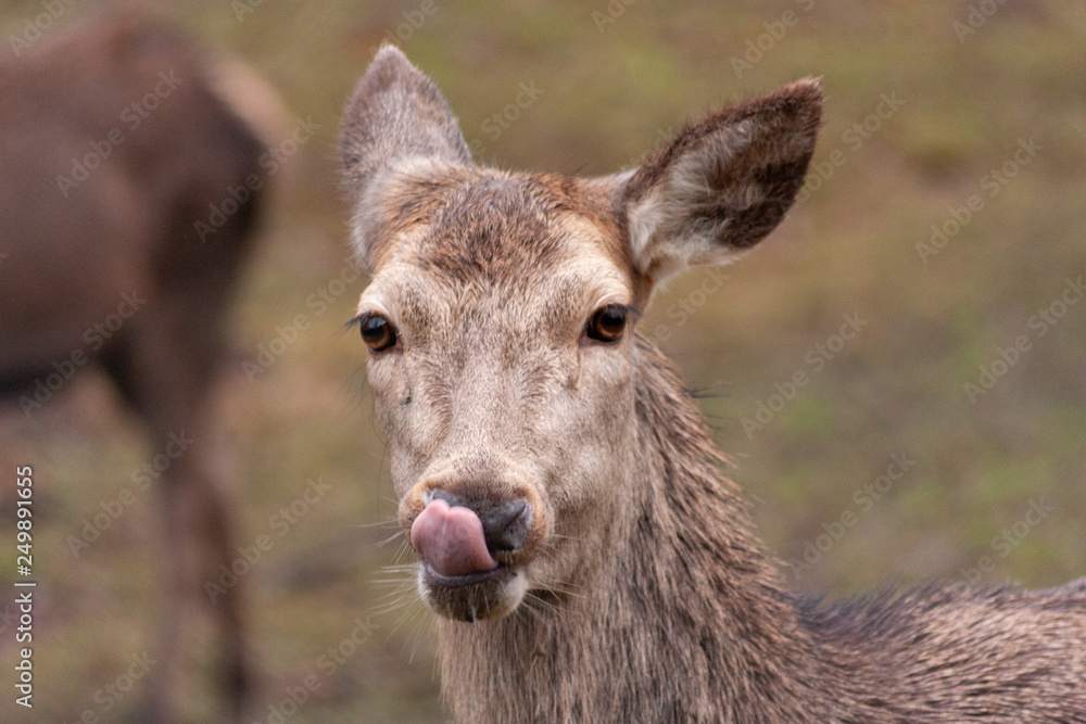 Fototapeta premium Reh im Portrait