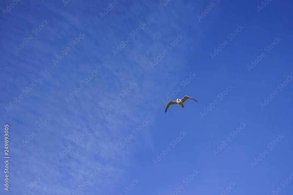 Beautifull seagull is flying, blue sky with white clouds in the background
