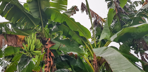Foto A bunch of green plantains or bananas in a tree