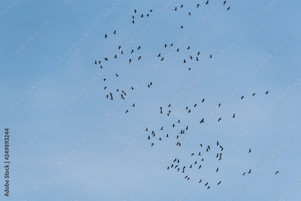 Obraz premium Zug der Kraniche