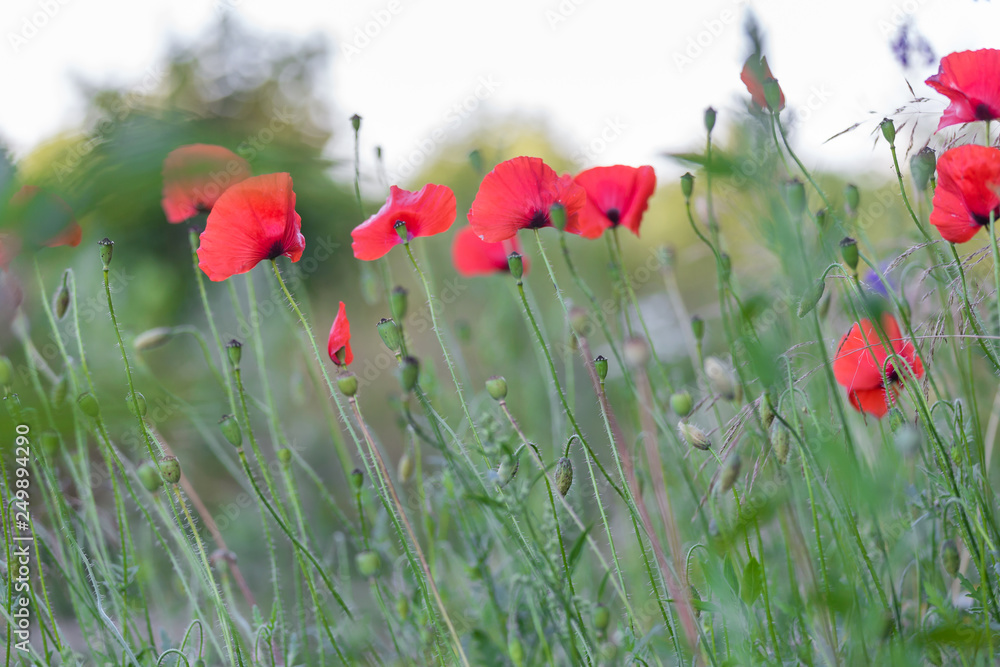 Obraz premium Red poppies field, remembrance day symbol