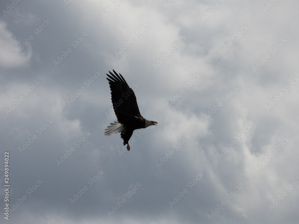 Obraz premium BALD EAGLES