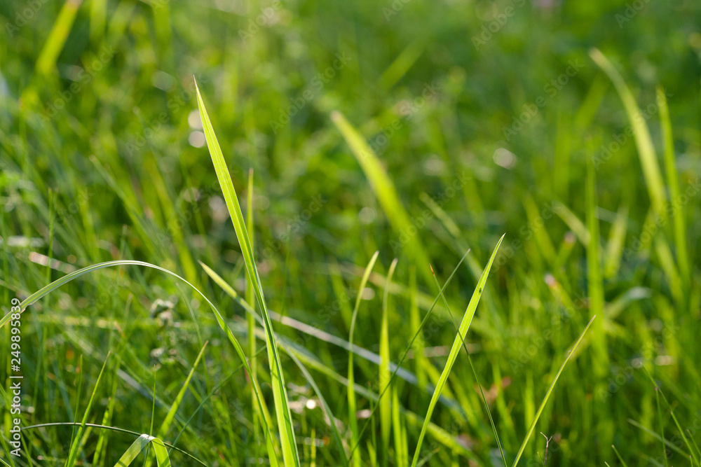 Fresh green grass, closup shoot Fresh green grass, closup shoot