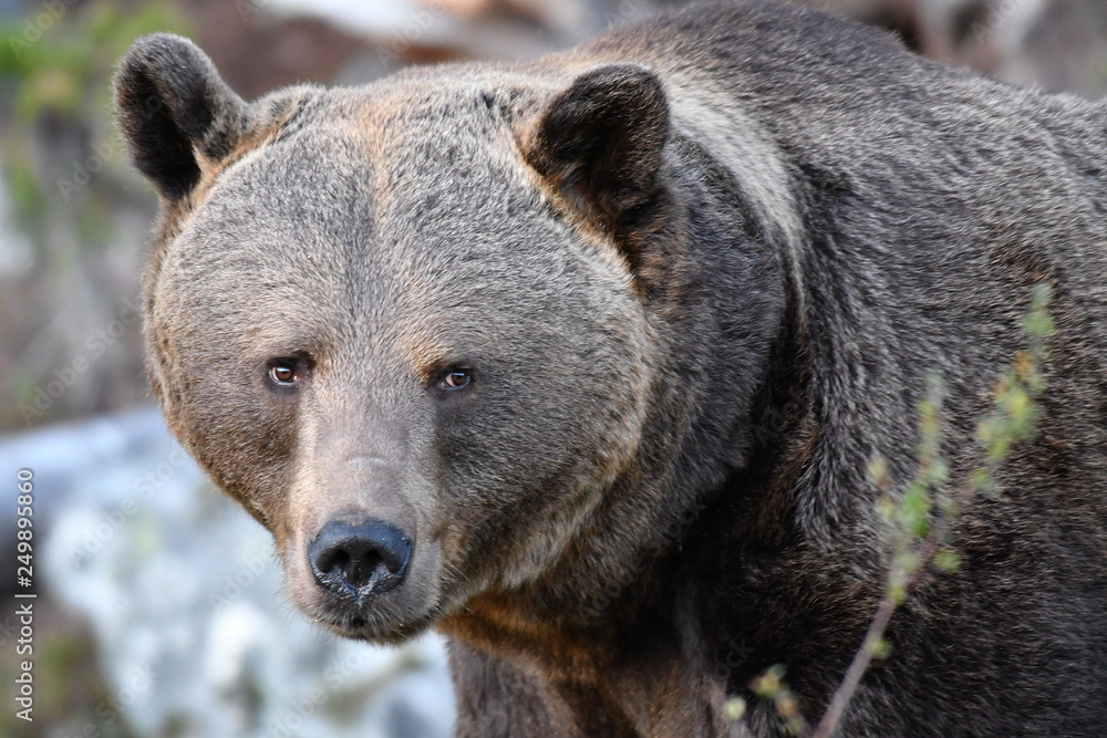 Fototapeta premium Bärenkopf