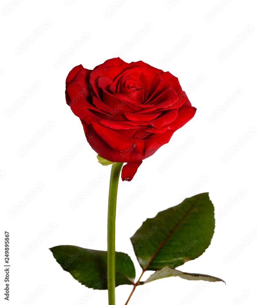 Beautiful red rose close up. Tender rose head isolated. Garden flowers. Beautiful red rose close up. Tender rose head isolated. Garden flowers.