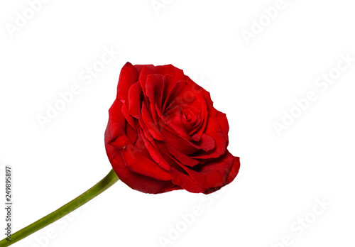 Beautiful red rose close up. Tender rose head isolated. Garden flowers.