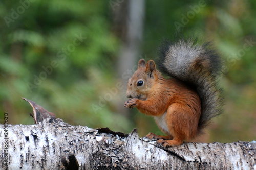 Eichhörnchen beim Fressen © renatehenkel