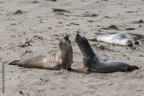 Pacific Coast Highway (Highway 1), Big Sur, Morro, Cambria, Elephant Seals, California © hajdar