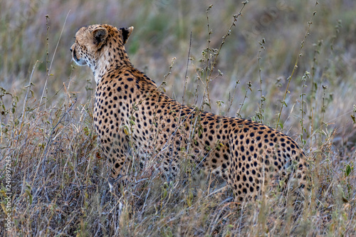 Guepardo, Serengueti, Tanzania