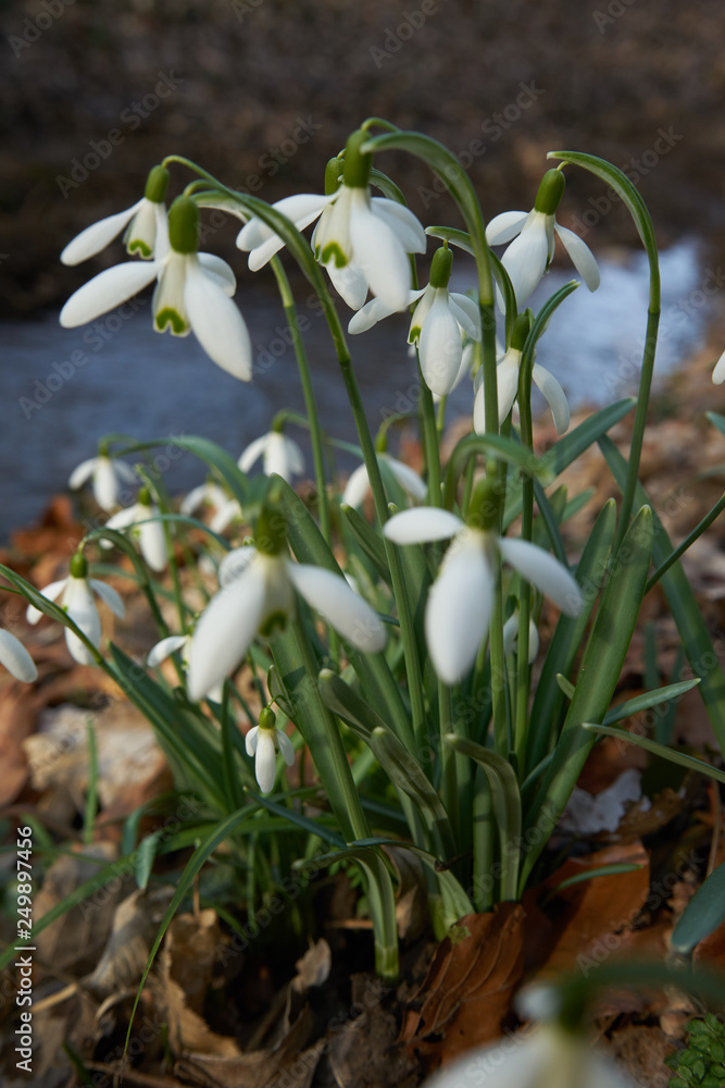 Schneeglöckchen Schneeglöckchen