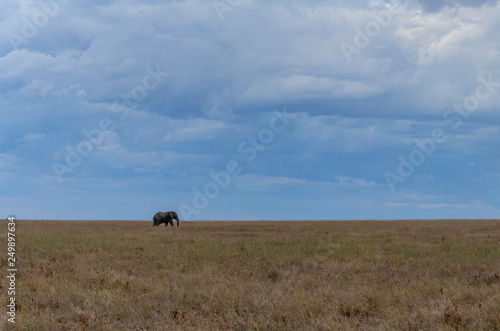 Safari en Serengeti