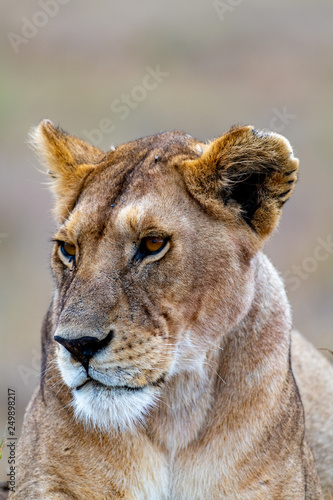 Leona, Serengueti, Tanzania