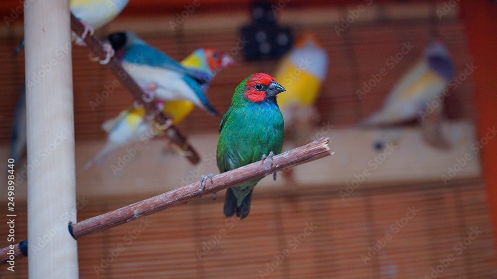 Obraz premium Australian finch Gouldian